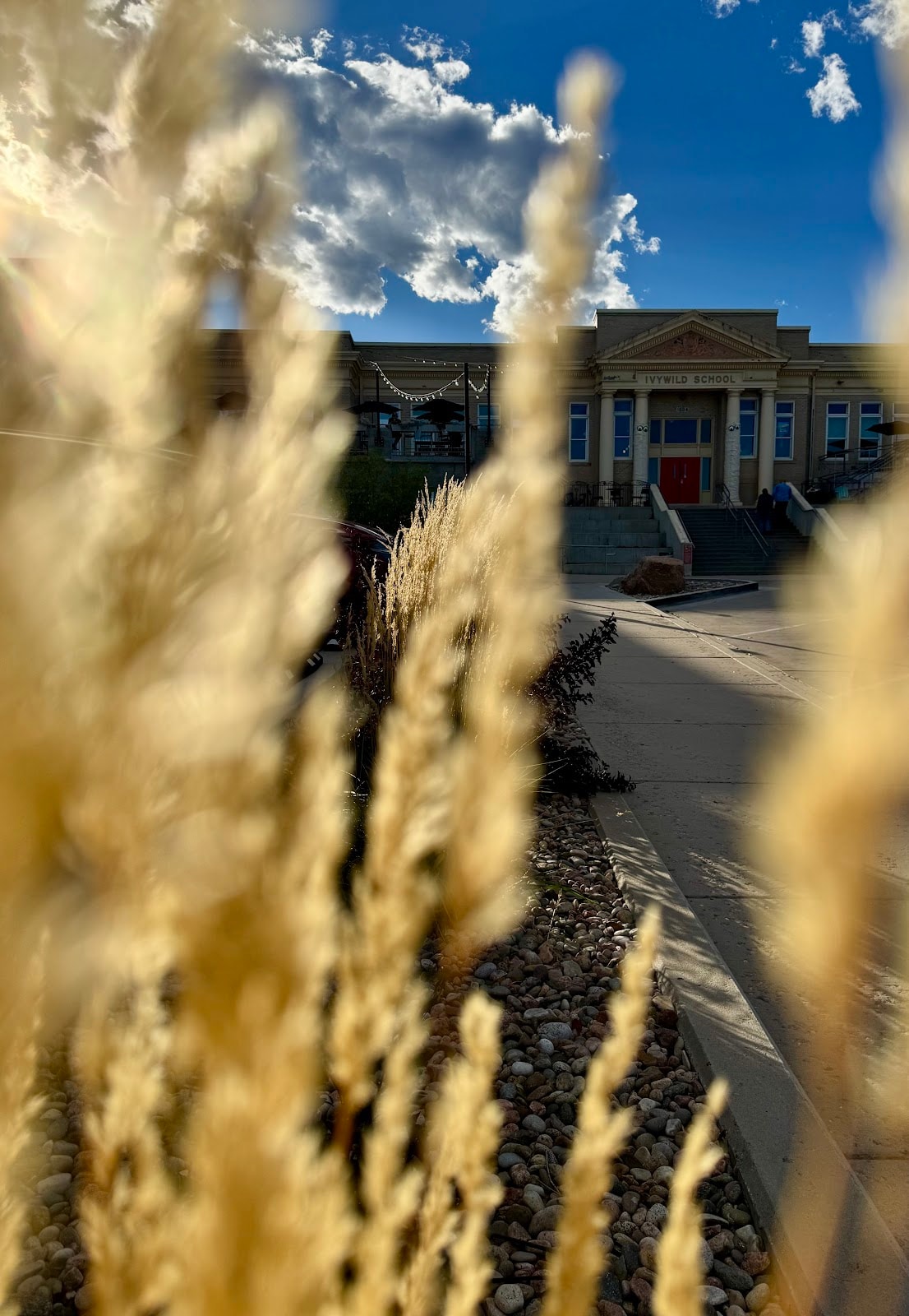 Ivywild School